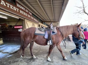 Rocking Horse Ranch Horse