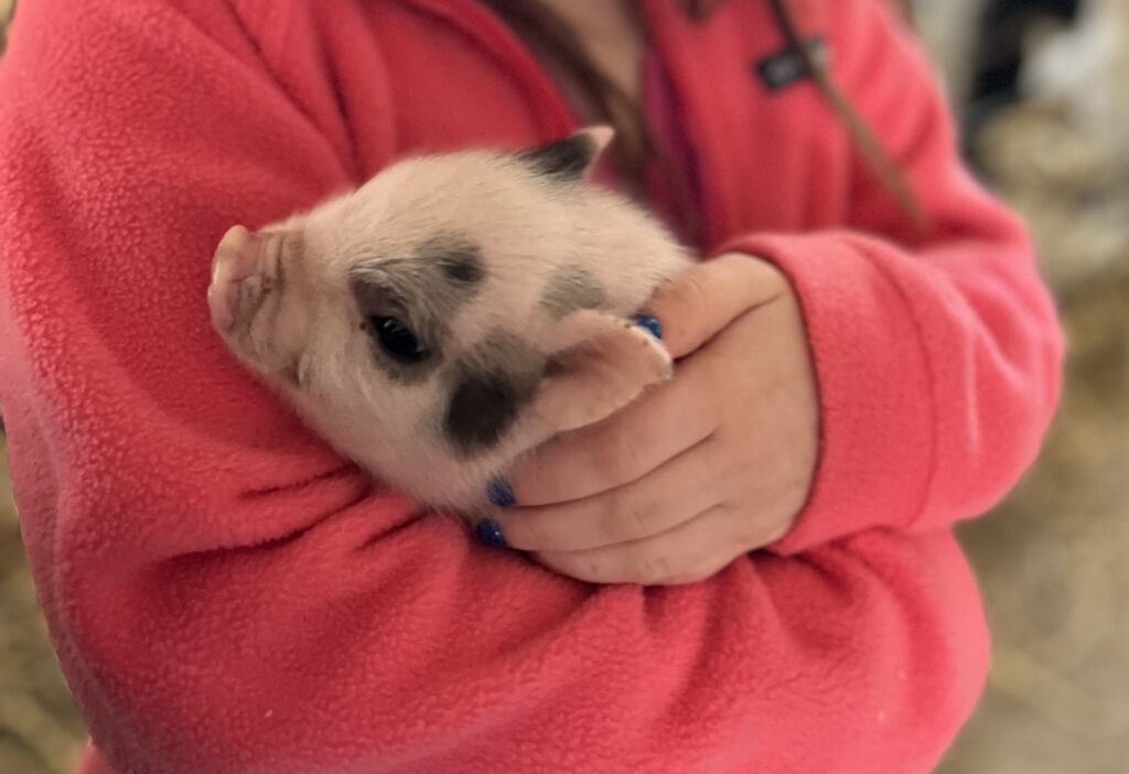 Old Windmill Farm Baby Pig