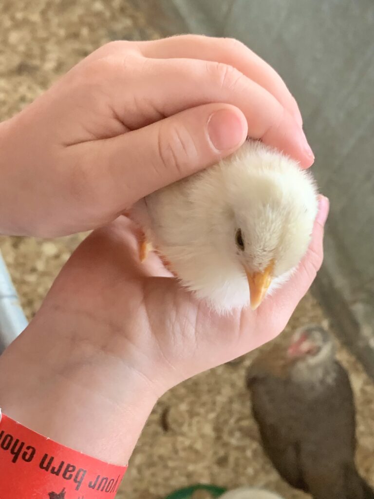 Old Windmill Farm Chicks