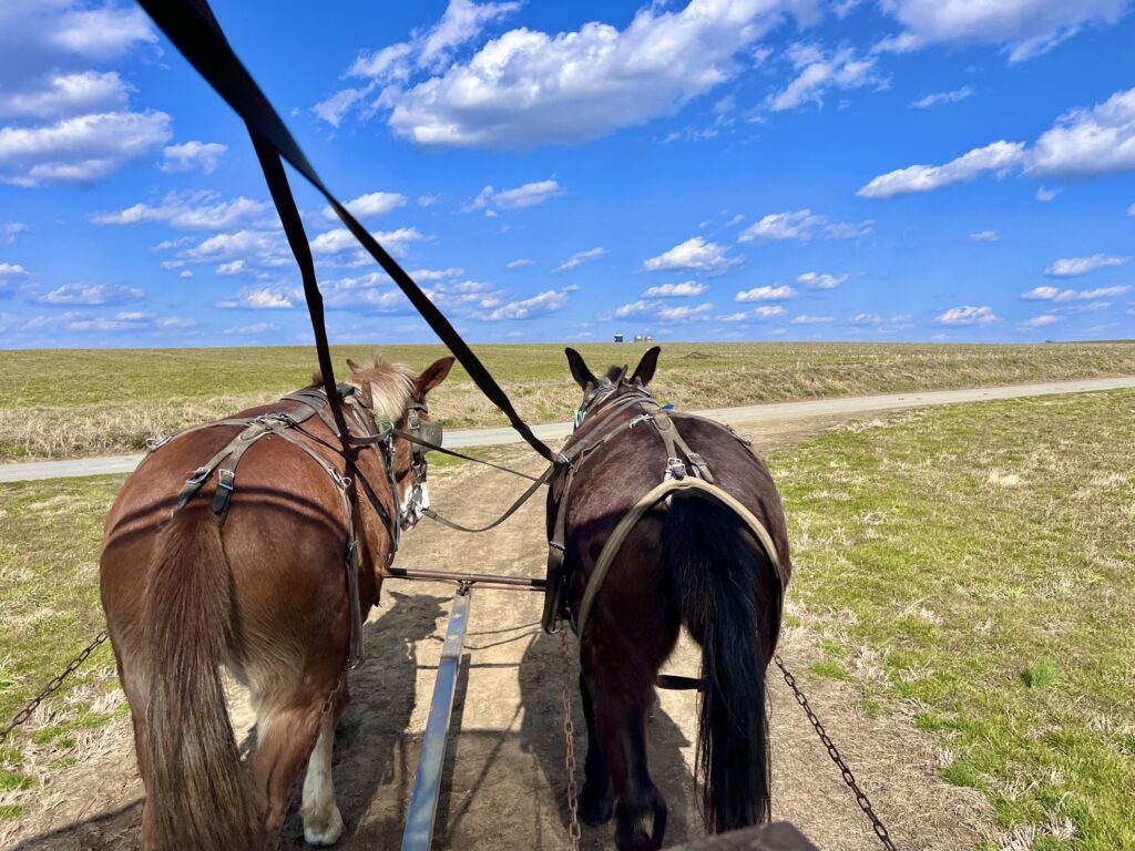 Old Windmill Farm Hayride Mules