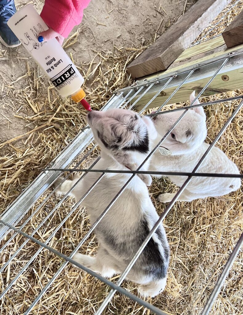 Old Windmill Farm Lambs