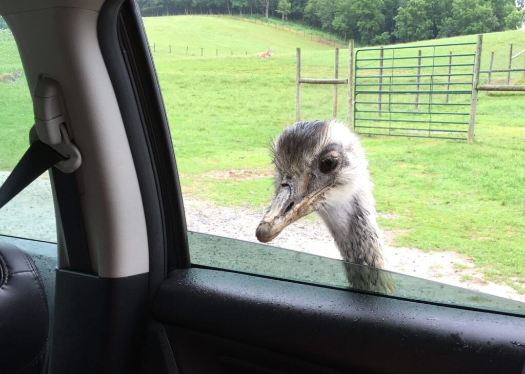 Virginia Safari Park Car Feeding