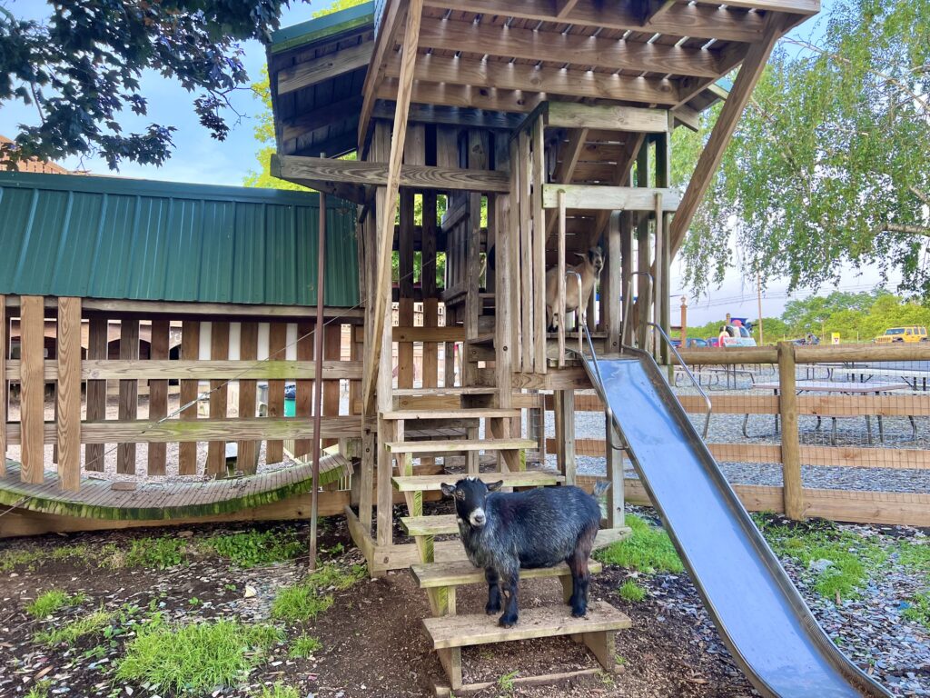 Oregon Dairy Goats