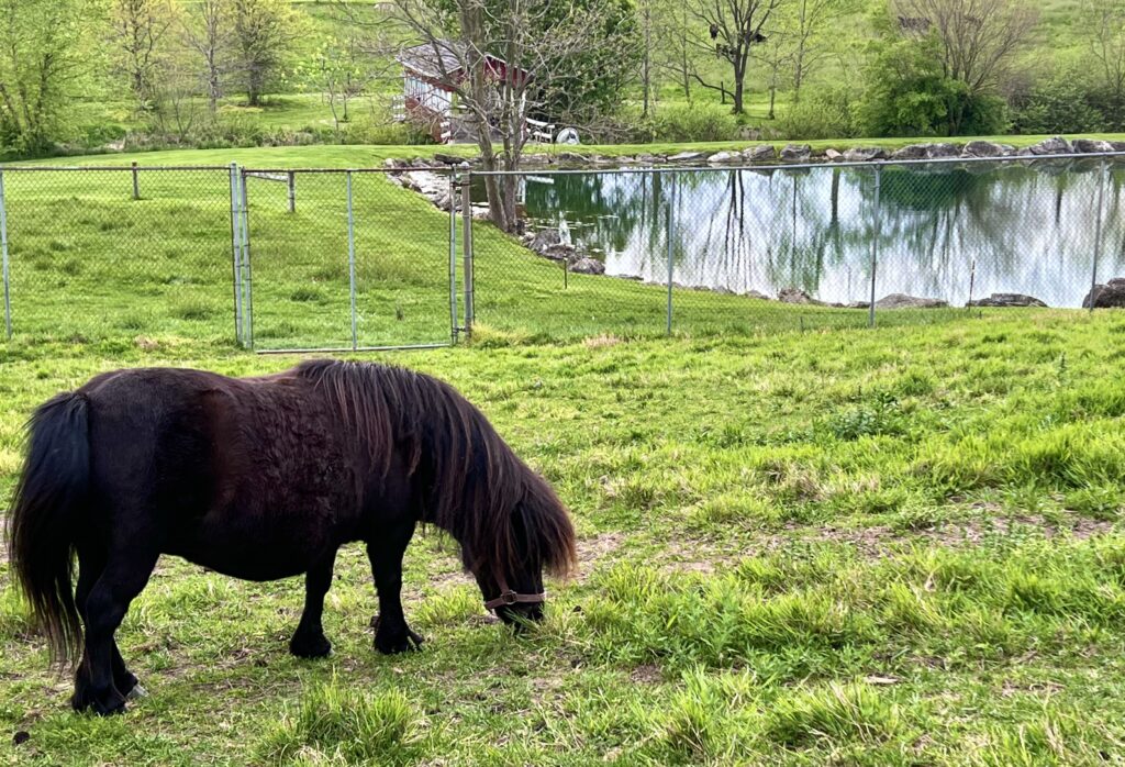 Oregon Dairy Miniature Horse