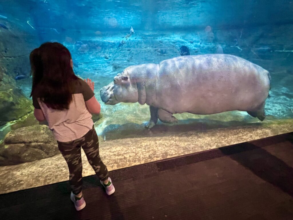 Adventure Aquarium Hippos