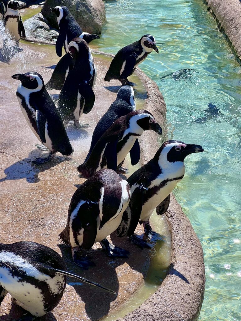 Adventure Aquarium Penguin Island
