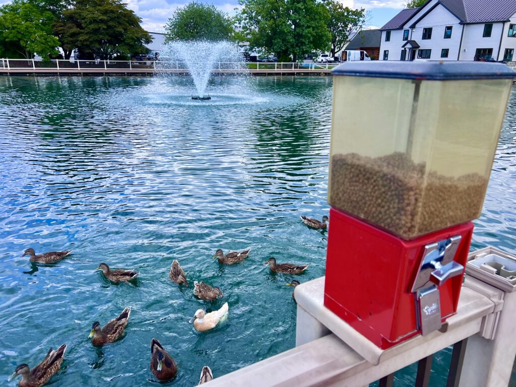 Hayloft Ice Cream Ducks